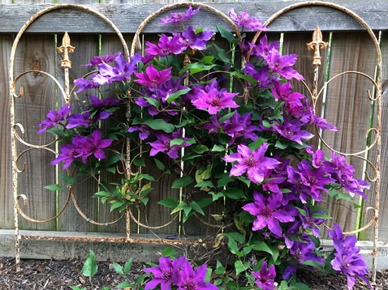 Types of Clematis 30