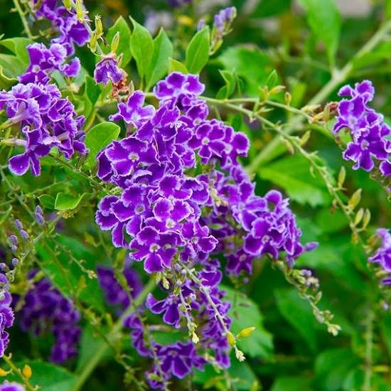 Best Flowers to Plant in Florida 4