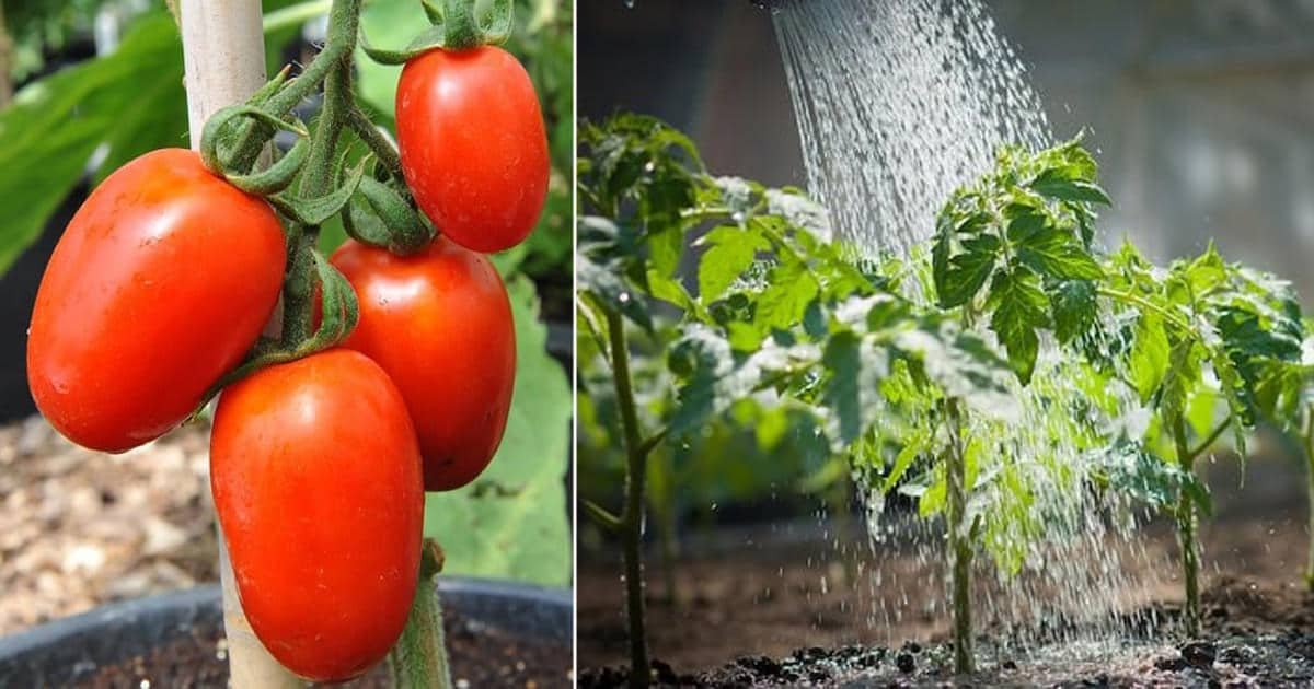 When to Plant Tomatoes in Georgia 