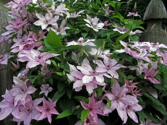 Types of Clematis 24