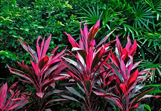 Red Plants in Florida 8