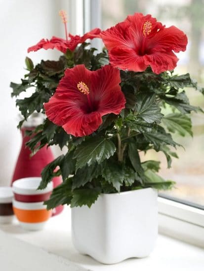 Growing Hibiscus Indoors Hibiscus Care Indoors Balcony Garden Web 5192