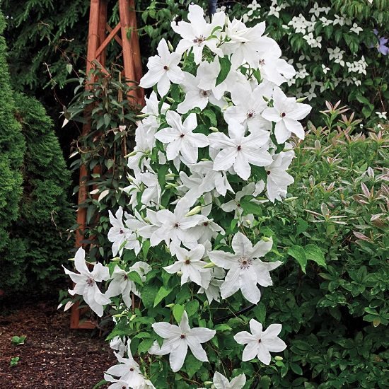 Types of Clematis 20