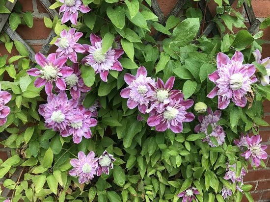 Types of Clematis 6