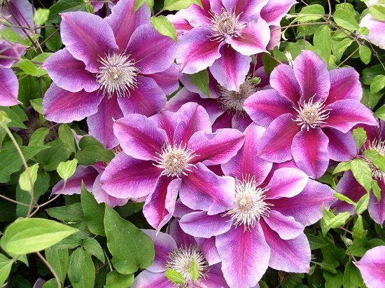 Types of Clematis 8