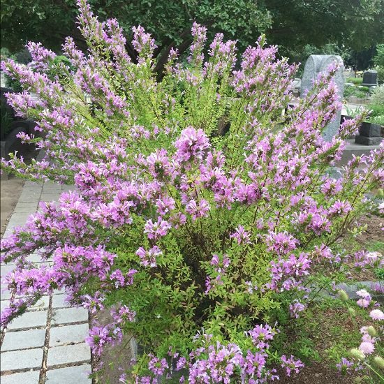 Purple Plants in Texas 6