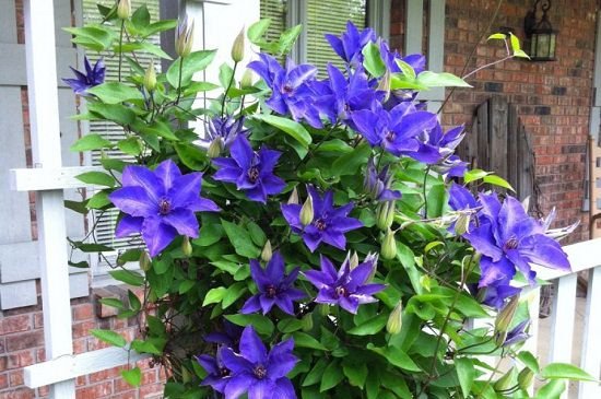Types of Clematis
