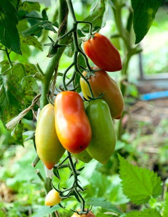 When to Plant Tomatoes in Georgia