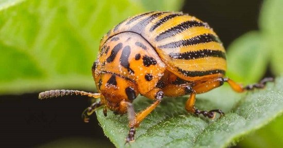 How to Get Rid of Potato Bugs