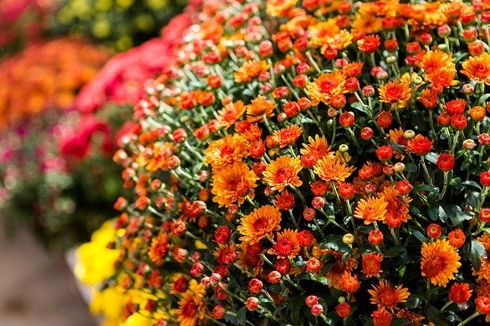 Are Mums Perennials or Annuals