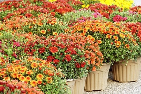 Are Mums Perennials or Annuals 2