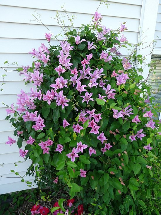 Types of Clematis 10