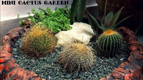 DIY Cactus Garden Ideas