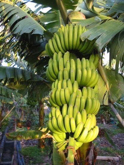 17 Types of Bananas | Different Varieties of Banana | Balcony Garden Web