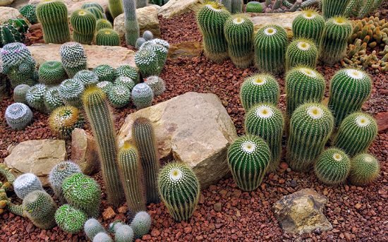 DIY Cactus Garden Ideas 5
