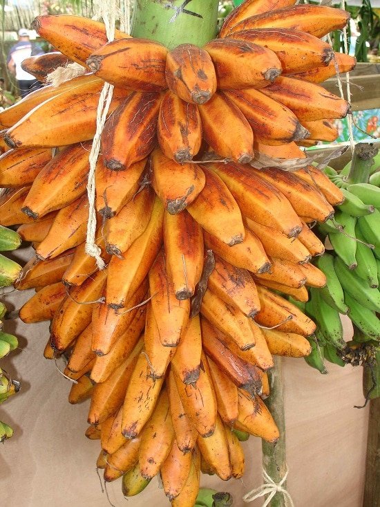 Types of Bananas 6