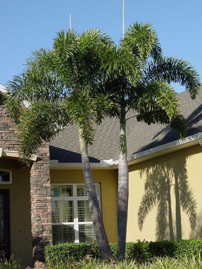 42 Best Palm Trees in Florida | Florida Palm Trees Species