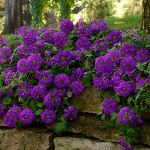 15 Best Purple Flowers in Texas | Purple Plants in Texas