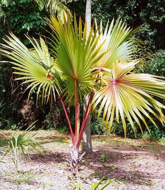 Best Palm Trees in Florida 8