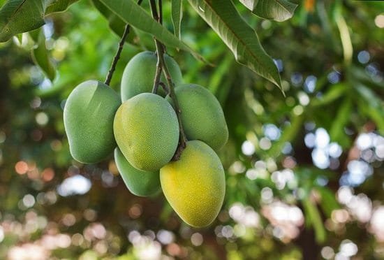 Different Types of Mangoes 10