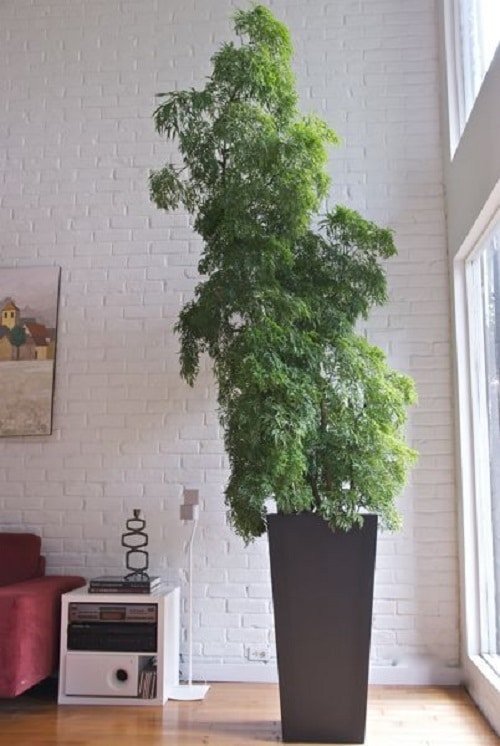 Best Large Indoor Plants-Ming Aralia