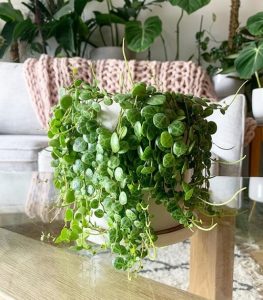 63 Best Peperomia Types | Peperomia Plant Varieties