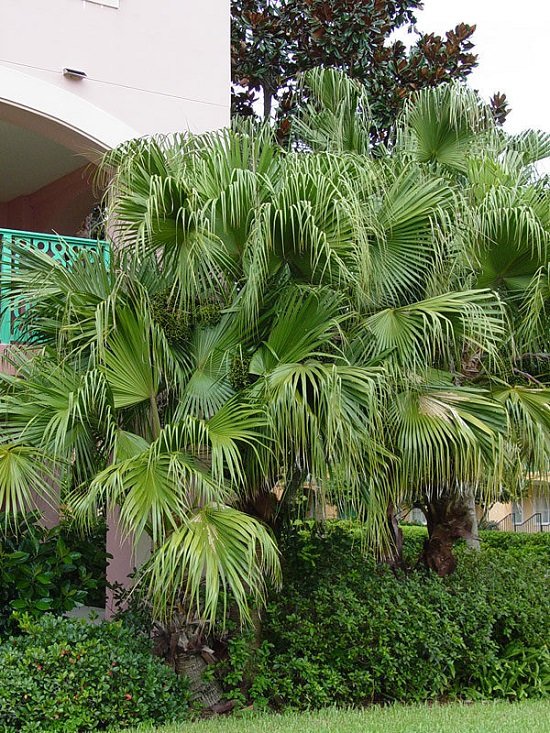Best Palm Trees in Florida 10