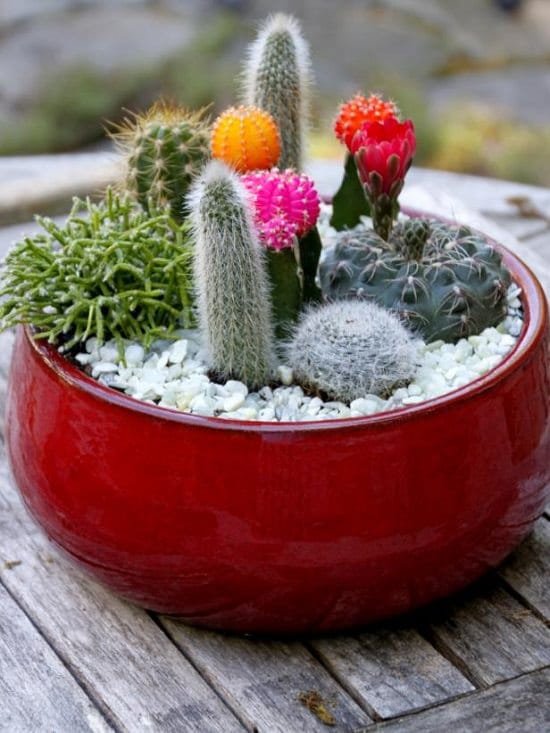 Cactus Dish Garden Ideas