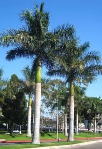 42 Best Palm Trees in Florida | Florida Palm Trees Species