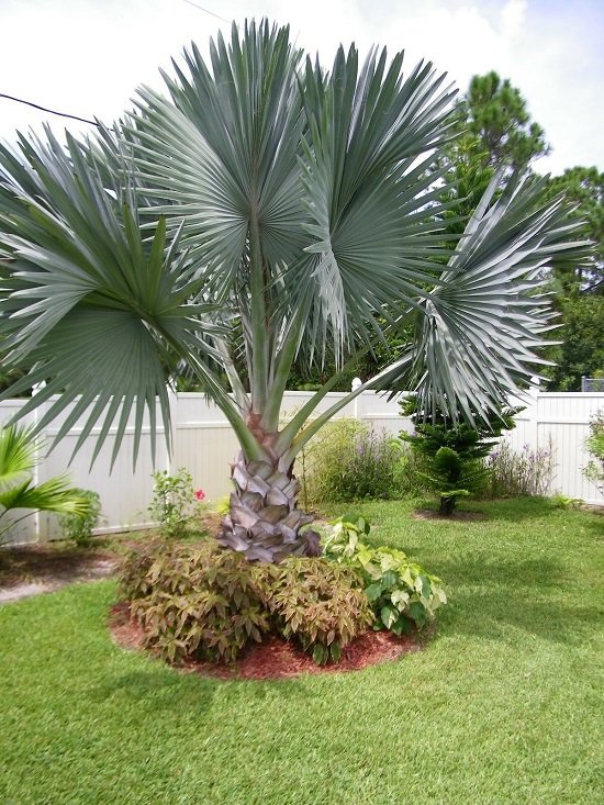 Best Palm Trees in Florida 11