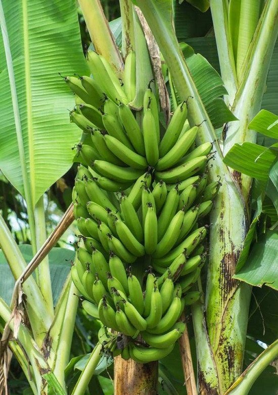 17 Types of Bananas, Different Varieties of Banana