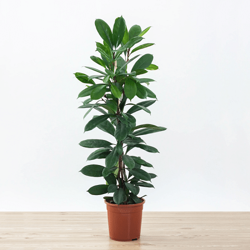 Best Large Indoor Plants-African Fig