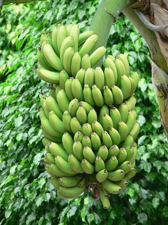 Types of Bananas 2