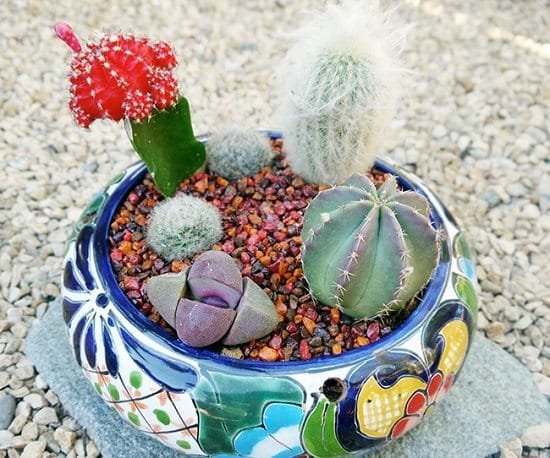 Cactus Dish Garden Ideas 2