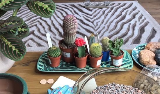 DIY Cactus Garden Ideas 2