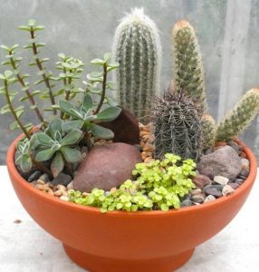 14 DIY Cactus Dish Garden Ideas | Balcony Garden Web