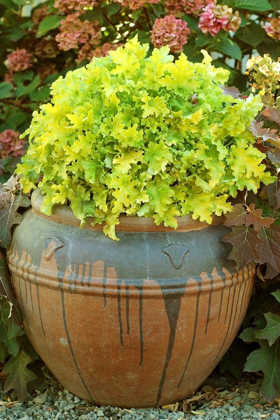 Outdoor Indirect Sunlight Plants for Containers 33