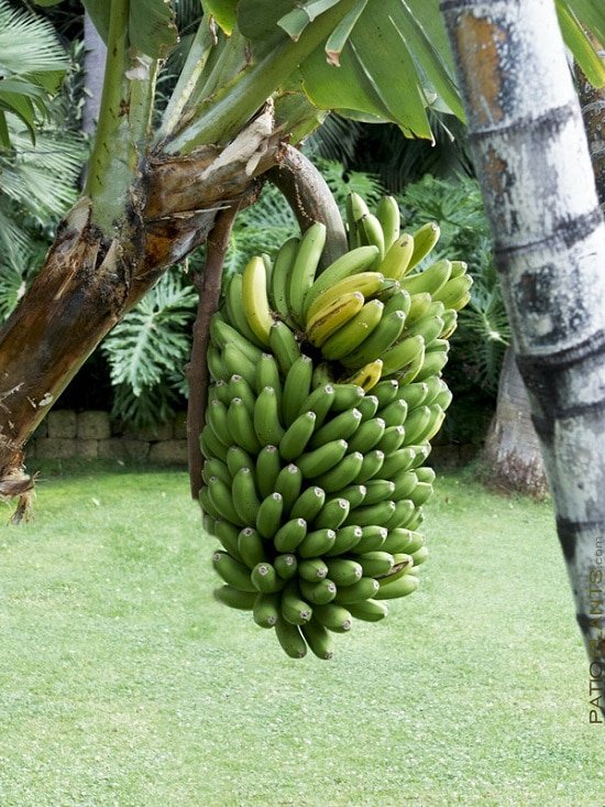 Types of Bananas 3