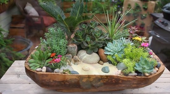 Cactus Dish Garden Ideas 4