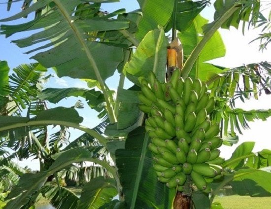 Types of Bananas 4