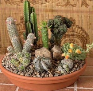 14 DIY Cactus Dish Garden Ideas | Balcony Garden Web