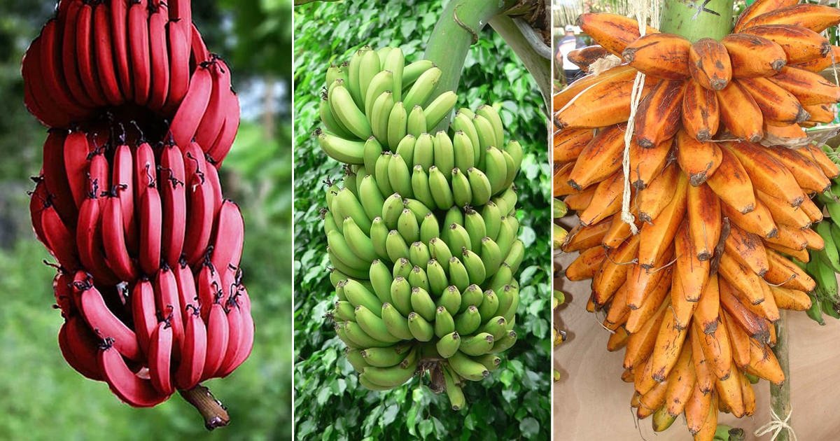17 Types of Bananas | Different Varieties of Banana | Balcony Garden W