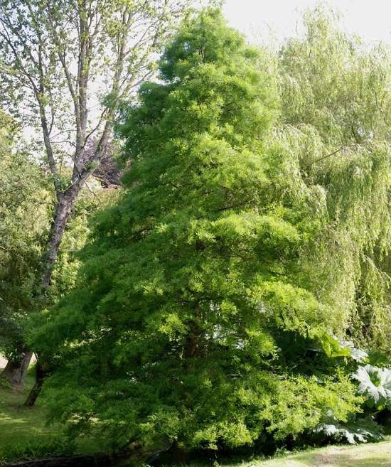 Best Trees to Plant in Georgia