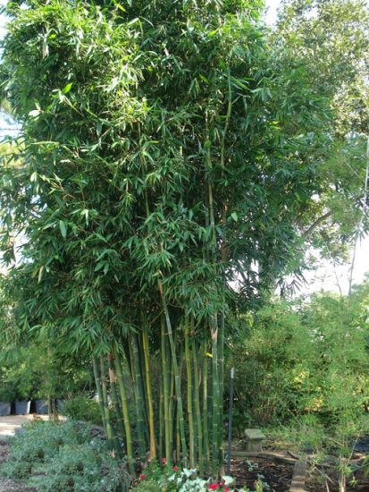 18 Best Bamboo For A Hedge + How To Maintain It