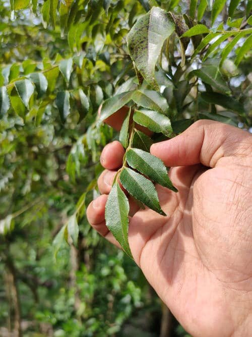 Growing Curry Leaves Plant 3