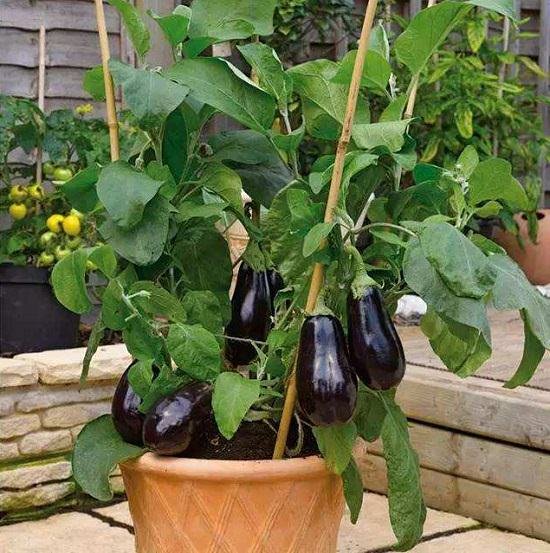 growing eggplant 1