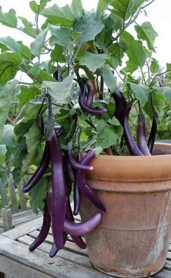 growing eggplant 2