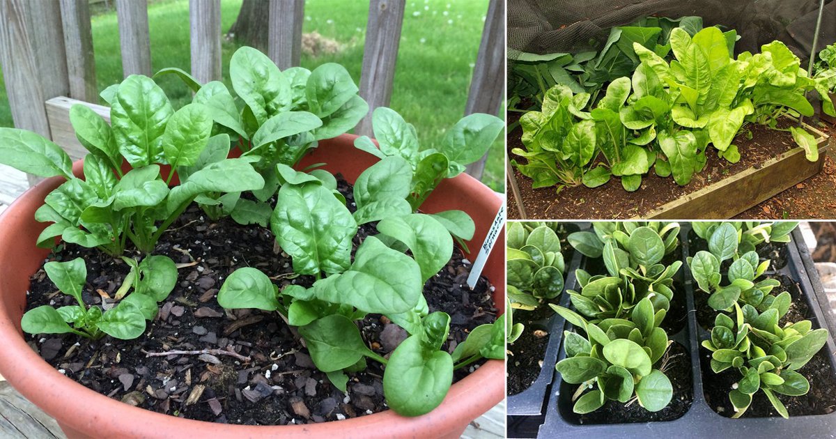 How to Grow Spinach in Pots | Growing Spinach Containers and Care