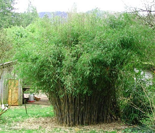 Best Bamboo for a Hedge 13