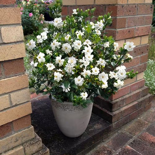 Requirements for Growing Gardenias 67